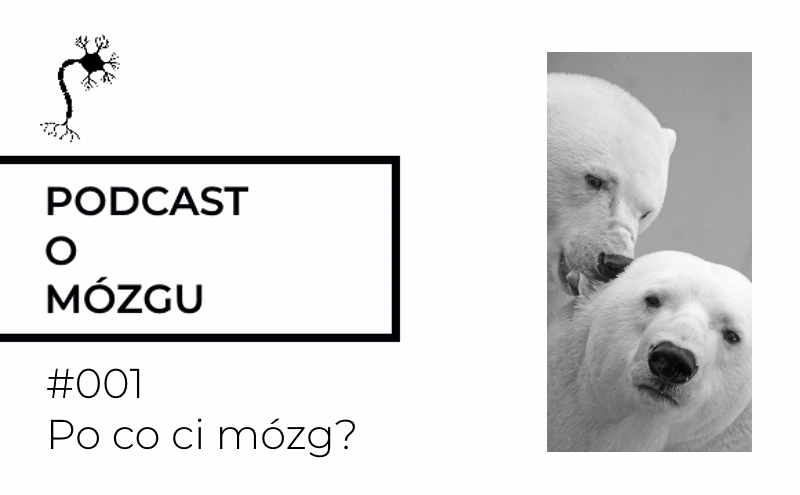 #001 Po co ci mózg?