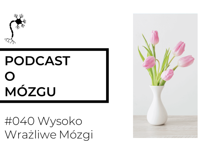 #040 Wysoko Wrażliwe Mózgi